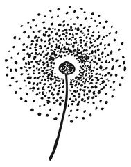 Decorative dandelion sketch. Hand drawn ink flower