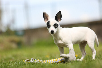 pinscher breed puppy  - 608344429