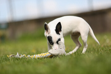 pinscher breed puppy  - 608344436