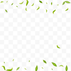 Mint Leaves Spring Vector Transparent Background