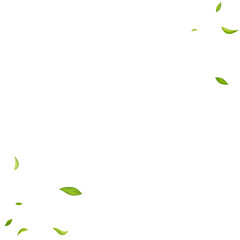 Olive Leaves Nature Vector White Background