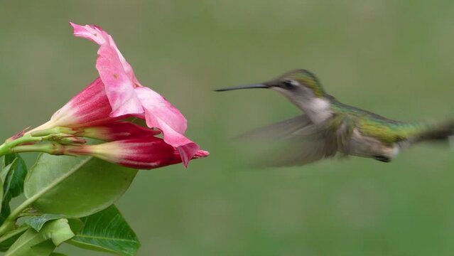 Ruby-throated hummingbird (female) gathering nectar 