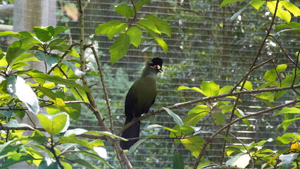 White-cheeked turaco|Menelikornis leucotis|白頰蕉鵑蕉鵑