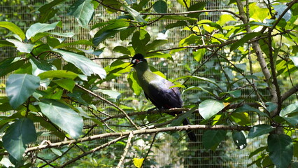 White-cheeked turaco|Menelikornis leucotis|白頰蕉鵑蕉鵑