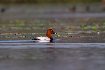 Common pochard or Aythya ferina observed in Gajoldaba in West Bengal, India