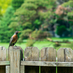 A robin perches on a fence in Ankeny, Iowa.