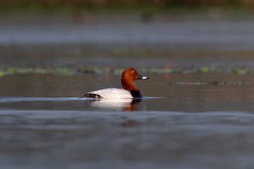 Common pochard or Aythya ferina observed in Gajoldaba in West Bengal, India