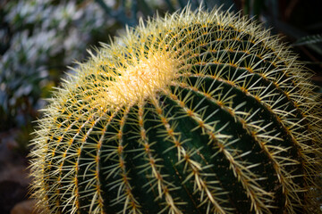 Golden barrel cactus, golden ball or mother-in-law's cushion (Echinocactus grusonii) is a species...