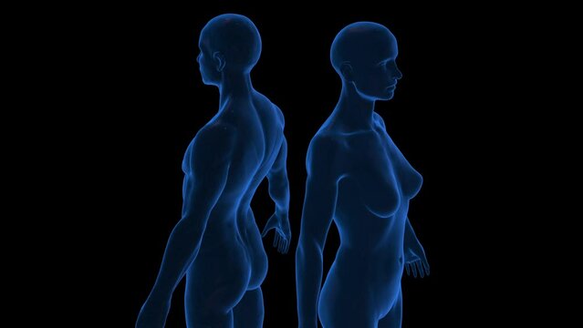 Male and Woman figure rotation loop - Medium shots - BLUE - 3d animation model on a black background