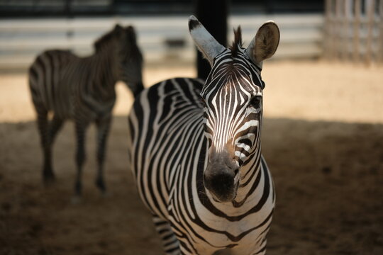 zebra in the zoo