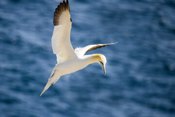 Angelic Gannet flying over ocean