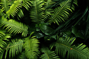 Exotic tropical jungle panorama with lush palm leaves and selective sharpness