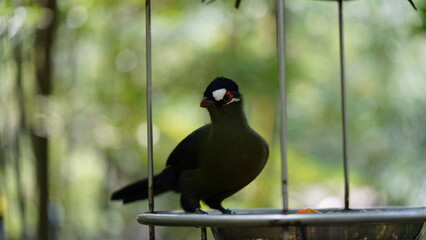 White-cheeked turaco|Menelikornis leucotis|白頰蕉鵑蕉鵑