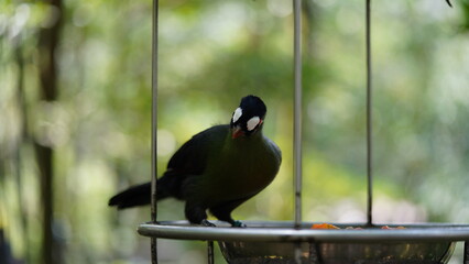White-cheeked turaco