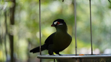 White-cheeked turaco|Menelikornis leucotis|白頰蕉鵑蕉鵑