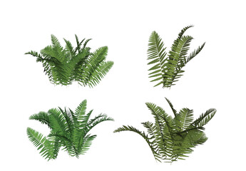 Set of Bush of green wide open leaves of fern, Fern Leaf Isolated on white background