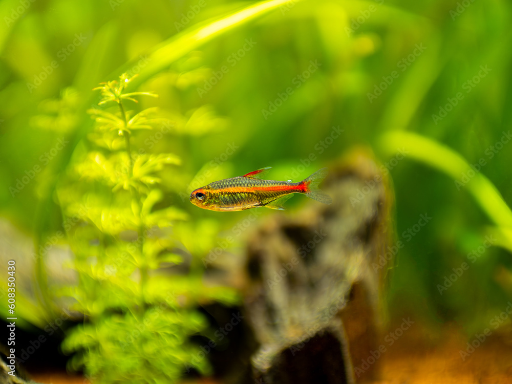 Poster tetra growlight (Hemigrammus Erythrozonus) isolated in a fish tank with blurred background - Posters