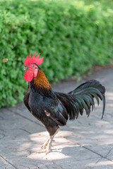 Close up black thai chicken looking forward on ground at Wat Phra Sri Mahathat Bang Khen