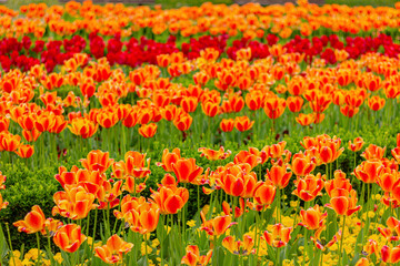 orange and red tulips in floral garden, flowers field