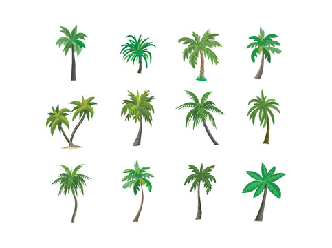 different variant palm tree collection vector illustration. isolated on a white artboard