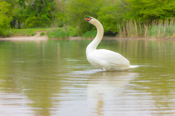 one white swan on lake near the shore. wildlife and birds