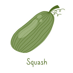 Squash isolated on a white background with the inscription. Simple cute illustration card and poster design