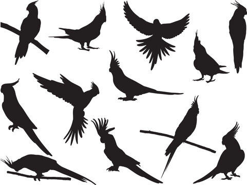 Set of Cockatiel Silhouette, Flying Birds, Parrots