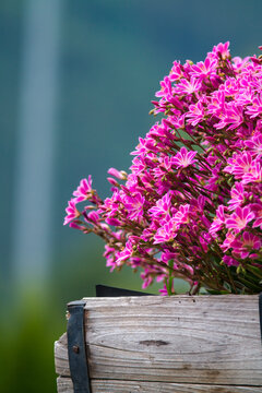 Beautiful pink flowers in a wood pot on the balcony