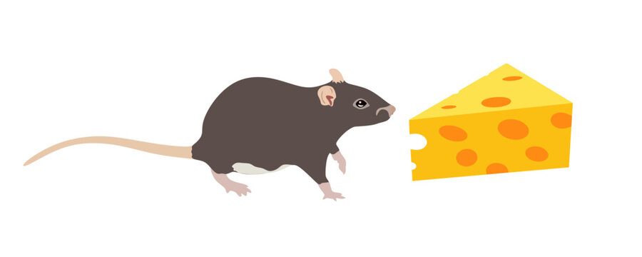 brown rat and yellow cheese clip art preview
