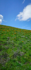 Fototapeta na wymiar Shot of the California poppy on the hill