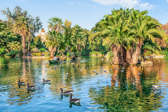 Barcelona, Spain - November 26, 2021: Couples in love paddle among waterfowl on a lake in Parc de la Ciutadella in Barcelona. Palm trees and the sky are reflected in the pond water in an urban oasis