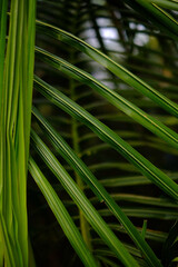 Coconut tree leaves arranged in a pattern, vertical image usable for wallpaper