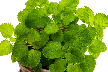 Lemon balm leaves close-up on a white background