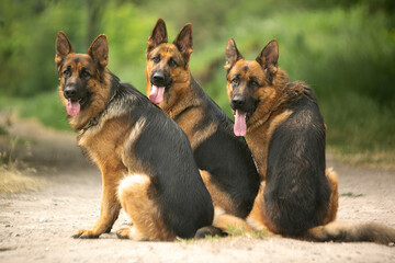 german shepherd dog