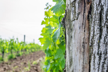 The grape gardens. Cultivation of wine grapes in Serbia.