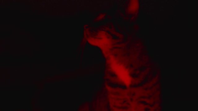 cat in the dark in red light