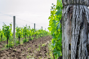 Fototapeta na wymiar The grape gardens. Cultivation of wine grapes in Serbia.
