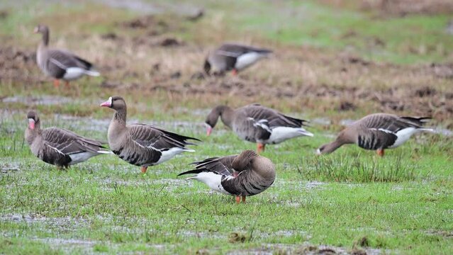 Group of greater white-fronted goose looking for food in a wet meadow, spring, oxbog, lower saxony,  (anser albifrons), germany