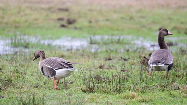 Group of greater white-fronted goose looking for food in a wet meadow, spring, oxbog, lower saxony,  (anser albifrons), germany