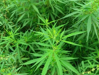 close up of marijuana plant, green weed plant