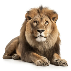 Obraz premium ai generated Illustration full length of lion against white background