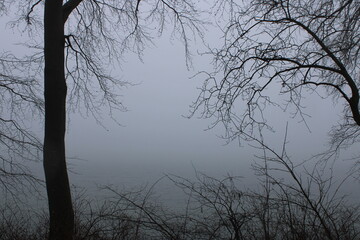 Silhouetten von Bäumen vor der Ostsee im Nebel im mystischen Ambiente