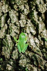 Green frog on bark 