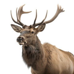 ai generated Illustration close up of  a elk on a white background