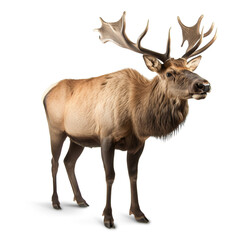 Naklejka na ściany i meble ai generated Illustration close up of a elk on a white background