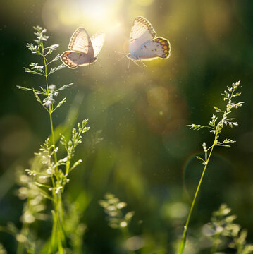summer forest glade with flowering grass and butterflies on a sunny day; back lighting, high key