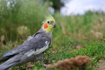 Obraz premium Pet bird.Funny parrot.Pet care. Love to the animals.Care for a pet.Ornithology.Cockatiel parrots pets.Parrot in a harness.The parrot is walking.Cockatiel.Beautiful parrot.Pet care and upbringing.bird