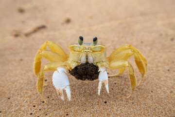 Caranguejo fêmea na areia da praia do nordeste brasileiro, protegendo as ovas da próxima ninhada de filhotes.