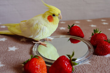 Cute cockatiel.Home pet parrot.Beautiful photo of a bird.Ornithology.Funny parrot.Cockatiel...