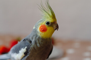 Beautiful photo of a bird. Ornithology.Funny parrot.Cockatiel parrot.
Home pet yellow bird.Beautiful feathers.Love for animals.Cute cockatiel.Home pet parrot.A bird with a crest.Natural color.
memes.